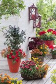 Summer terrace in fire colors, shrub basil 'African Blue'