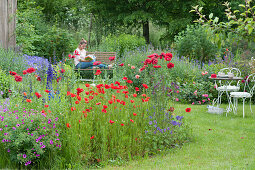 Early summer garden with poppy