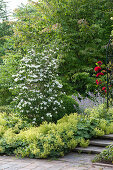 Cornus kousa var. chinensis 'Schmetterling' (Blumenhartriegel)