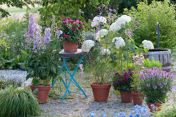 Delphinium 'Magic Fountains lilac pink' White Bee '(Larkspur)