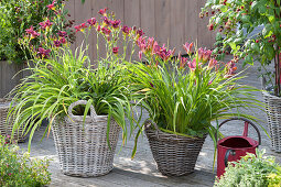 Hemerocallis cultorum 'Little Fellow' links, 'Summer Wine' rechts