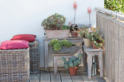 Sukkulenten in der Sommerfrische auf dem Balkon