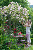 Small seat under rose arch