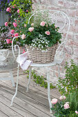 Basket of pink (rose), Campanula (bellflower)