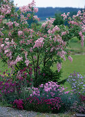 Syringa reflexa / Bogenflieder, Dianthus / Nelken