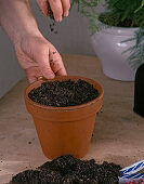 Sowing Impatiens walleriana (7/10)