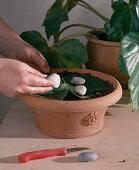 Leaf begonias Propagate.step 2: on propagation substrate
