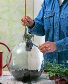 Bottle garden planting