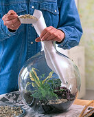 Bottle garden planting