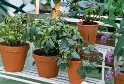 Further cultivation of Azalea and Cyclamen