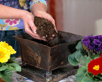 Planting an iron bowl with Primula acaulis 1. step