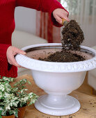 Planting a white spring bowl