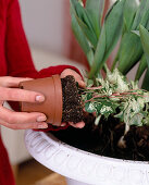 Planting a white spring bowl