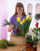 Korb bepflanzen mit Crocus, Narzissen, Hyazinthen