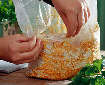 Tuscany mushroom, indoor cultivation