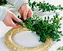 Wreath with Buxus sempervirens
