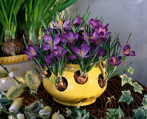 Crocus pot with Crocus tommasinianus