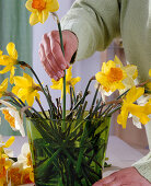 Bouquet of daffodils