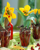 Tulip on glass with Cornus twigs ('s)'