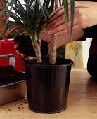 Step 5: Repotting dracaena