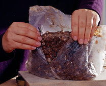 Cultivation of shiitake mushrooms in the room