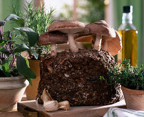 Shiitake cultivation in the room