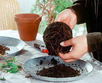 Rescue attempt of a fig tree