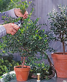 Bind myrtle wreath after pruning