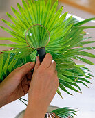 Sick Livistona rotundifolia (Philippine fan palm)