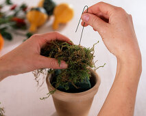 Cucurbita (ornamental pumpkins) (1/4): 1st step: attach moss with wire to Oasis