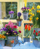 Narcissus 'Jetfire' (Daffodil, Tulipa 'Flair' and 'Red Paradise'