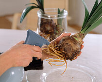 Decoration with amaryllis: Hippeastrum (Amaryllis), roots are only sprayed, not watered