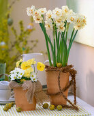 Daffodils with coconut planting aid (4/4)