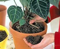 Repot of Anthurium