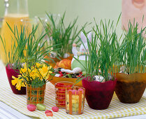 Wheat as Easter grass in plastic pots, Narcissus (daffodils)