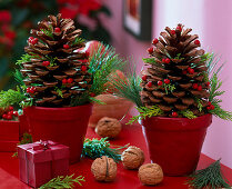 Pinus (Pinienzapfen), Seidenkiefer, Juglans (Walnüsse), Cupressus (Zypresse)