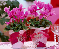 Übertopf weihnachtlich verzieren: Cyclamen 'Canto Light Lilac' (Alpenveilchen)