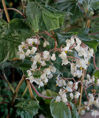 Propagate leaf begonias: Begonia hispida