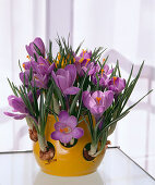 Crocus vernus in the crocus pot