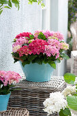 Hydrangea macrophylla (Hortensien) in tuerkiser Blechwanne