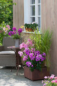 Phlox paniculata 'Eva Förster', 'Uspech' and Spartina