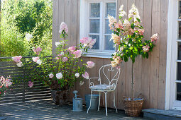 Hydrangea paniculata 'Vanilla Fraise' and 'Pinky Winky'