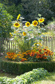 Sunflowers and coneflower in a circular bed with a box-hedge