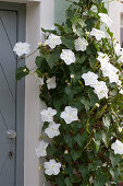 Ipomoea bona-nox syn. Ipomoea alba (Mondwinde)