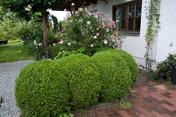 Buxus cut into balls in rows, rose behind