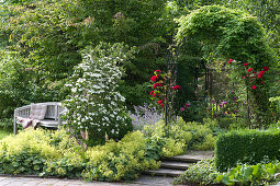 Cornus kousa var. chinensis 'butterfly' (flower dogwood)