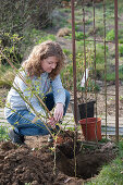 Planting climbing roses on rose arch