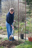 Planting climbing roses on rose arch