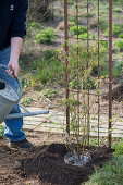 Planting climbing roses on rose arch