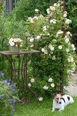 Planting climbing roses on rose arch